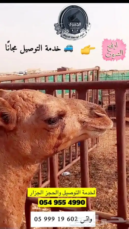 حري وسواكني وحوار التوصيل مجان ا 0