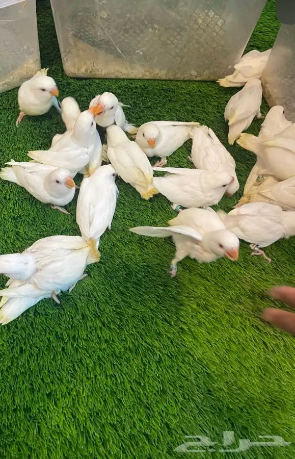 45 فرخ روز البينو غر صفاوة وحجم 15