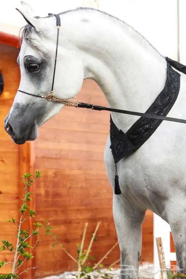 ايواء للخيل وجميع مايخص الخيل 5