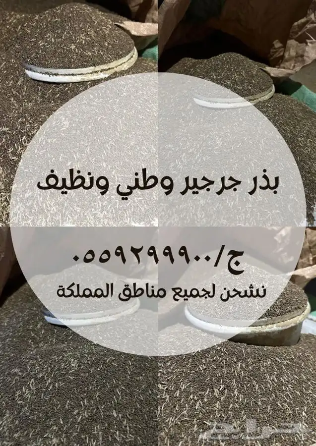 بذر جرجير 2