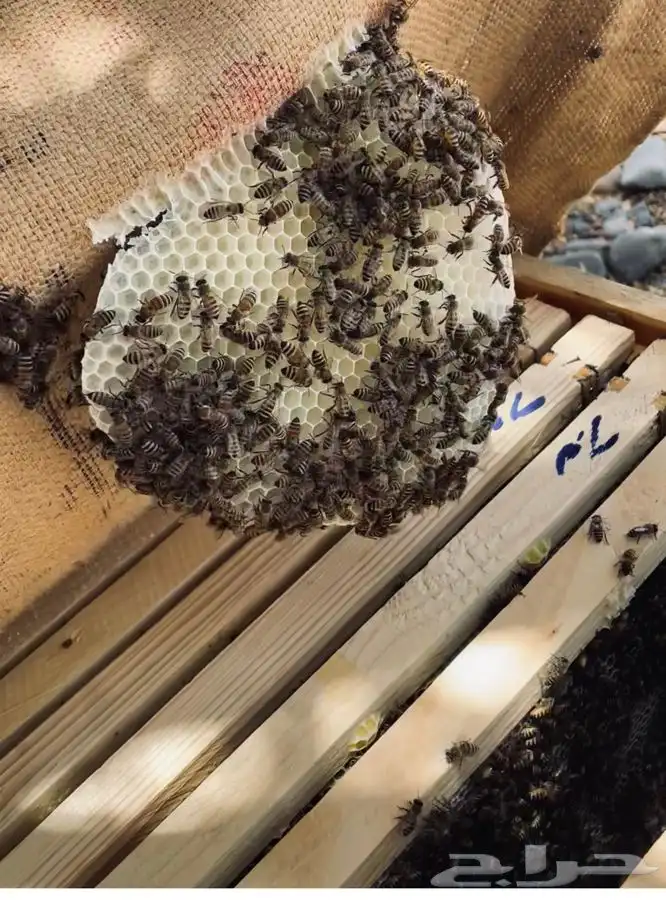 عسل سدر الباحه من مناحلنا( عرض خاص ) 4