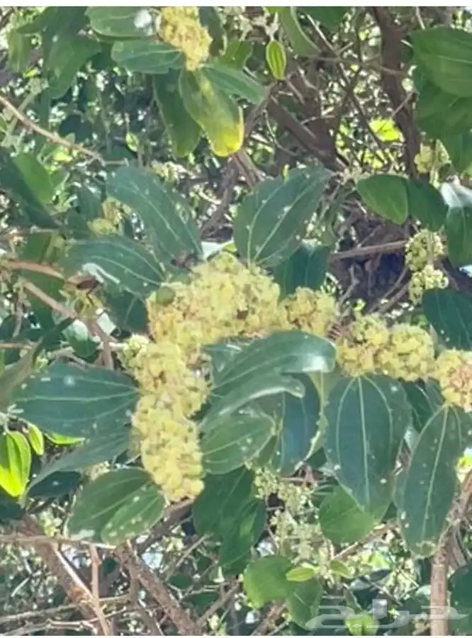 عسل سدر الباحه من مناحلنا( عرض خاص ) 3