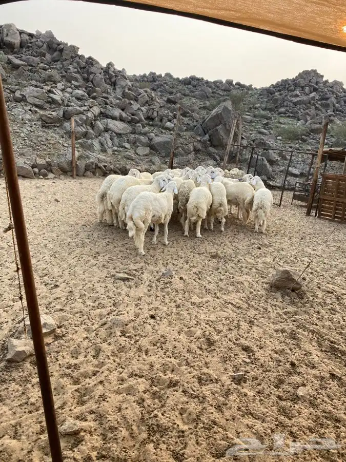 الشميسي طريق الخواجات قبل حوش الجابري يسار 0