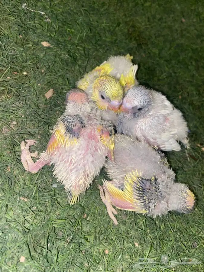 فروخ بادجي غر(تم البيع) 3