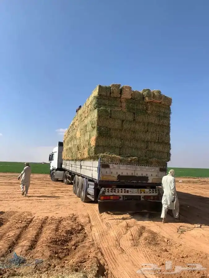 برسيم تبن ذره جميع انواع الاعلاف 11