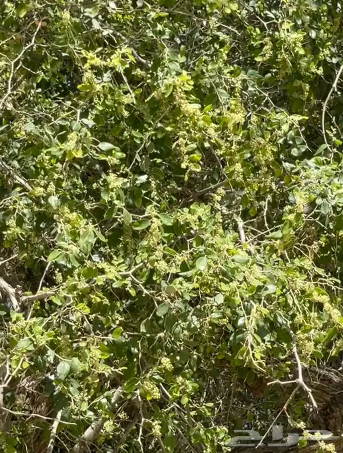 عسل سدر الباحه من مناحلنا( عرض خاص ) 2