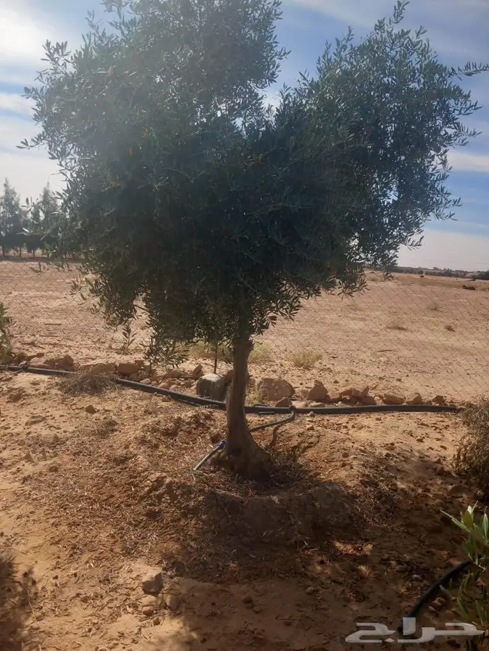 أشجار زيتون للبيع 0