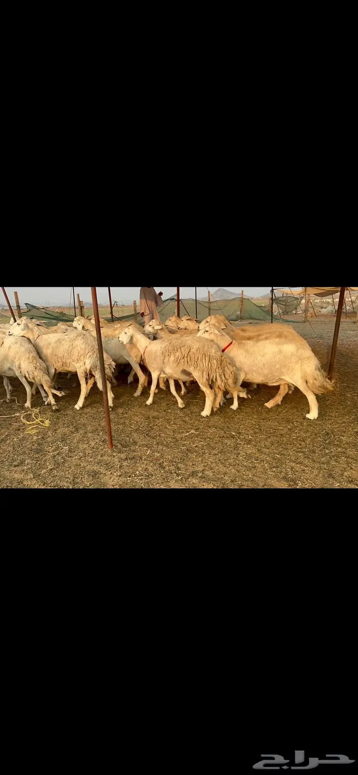 غنم حرش صنف 2