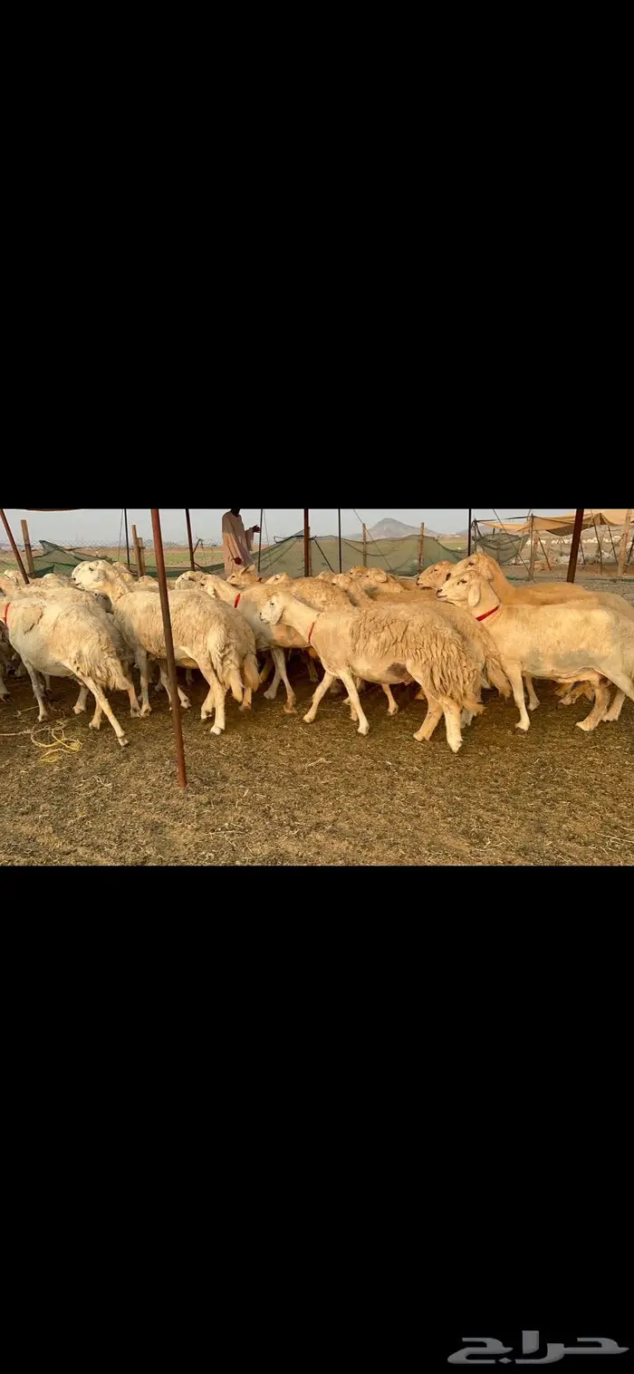 غنم حرش صنف 0