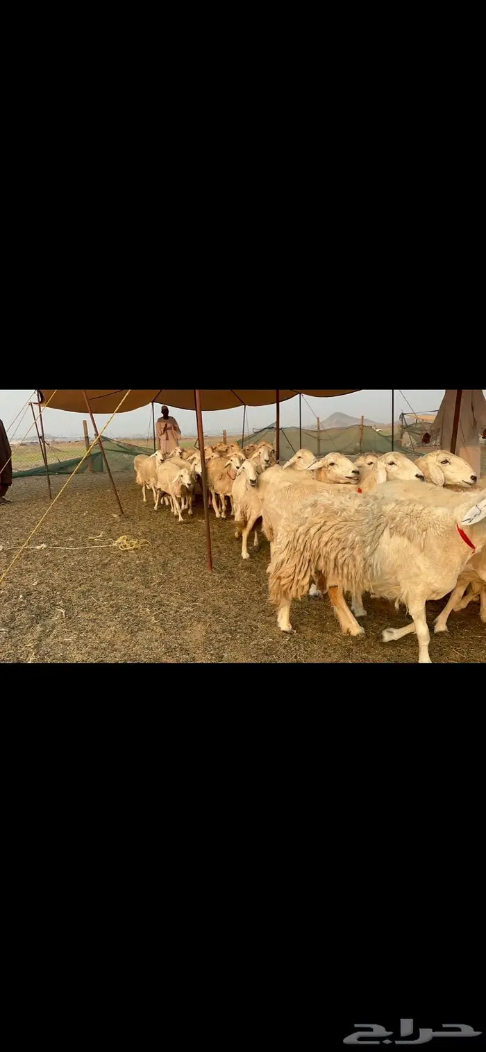 غنم حرش صنف 3