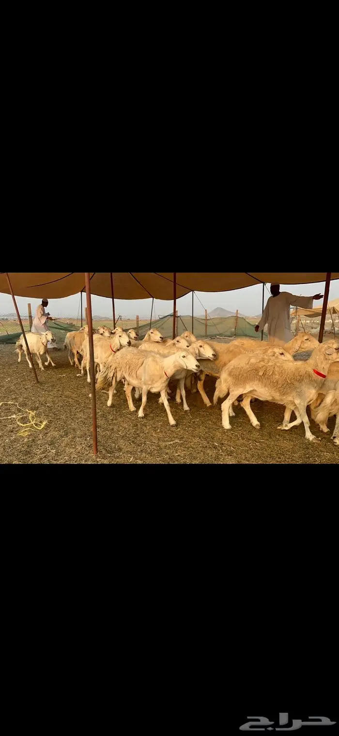 غنم حرش صنف 1