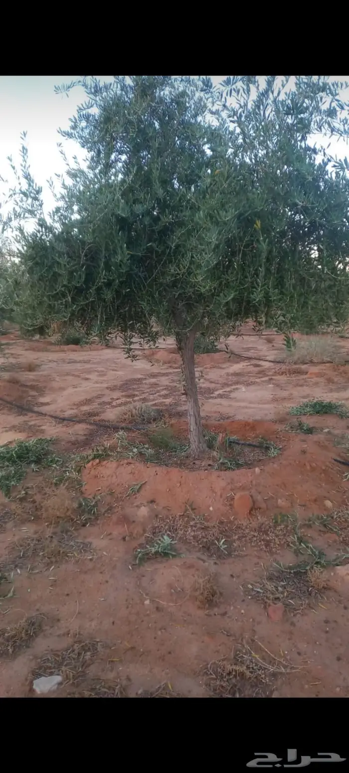 أشجار زيتون للبيع 6