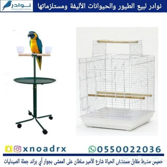 اعشاش بياضات طيور زيبرا وبادجي نوادر 8