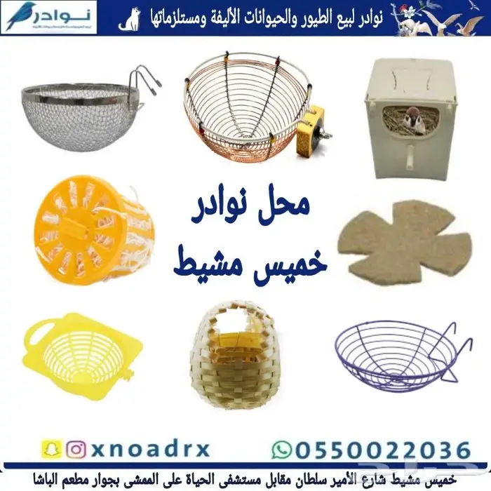 اعشاش بياضات طيور زيبرا وبادجي نوادر 19