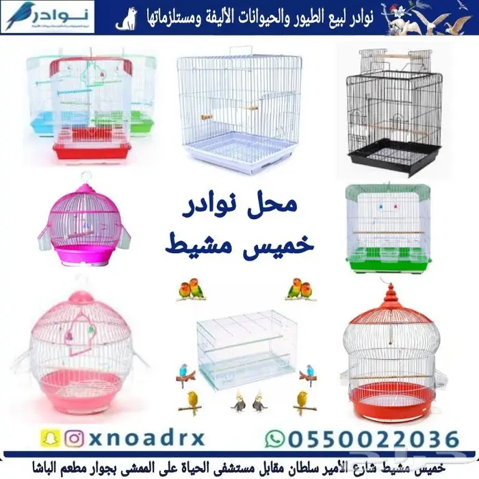 اعشاش بياضات طيور زيبرا وبادجي نوادر 15