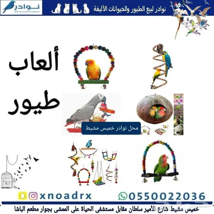 اعشاش بياضات طيور زيبرا وبادجي نوادر 31