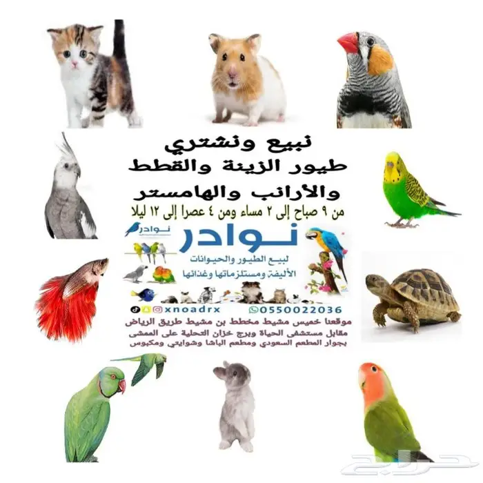 اعشاش بياضات طيور زيبرا وبادجي نوادر 51