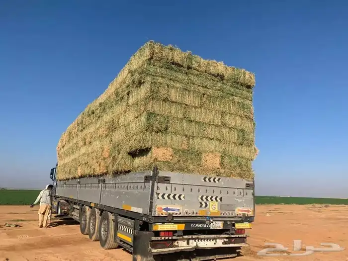 برسيم تبن ذره جميع انواع الاعلاف 10