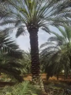 لشغل النخل تكريب وتنضيف وتوريد وتركيب جميع انواع الشبوك 0