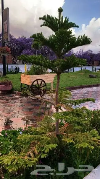 مرشد سياحي أبها 0