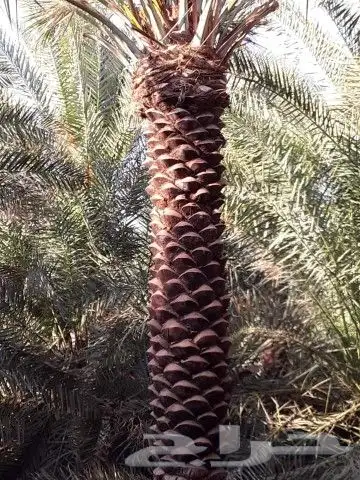 لشغل النخل تكريب وتنضيف وتوريد وتركيب جميع انواع الشبوك 1