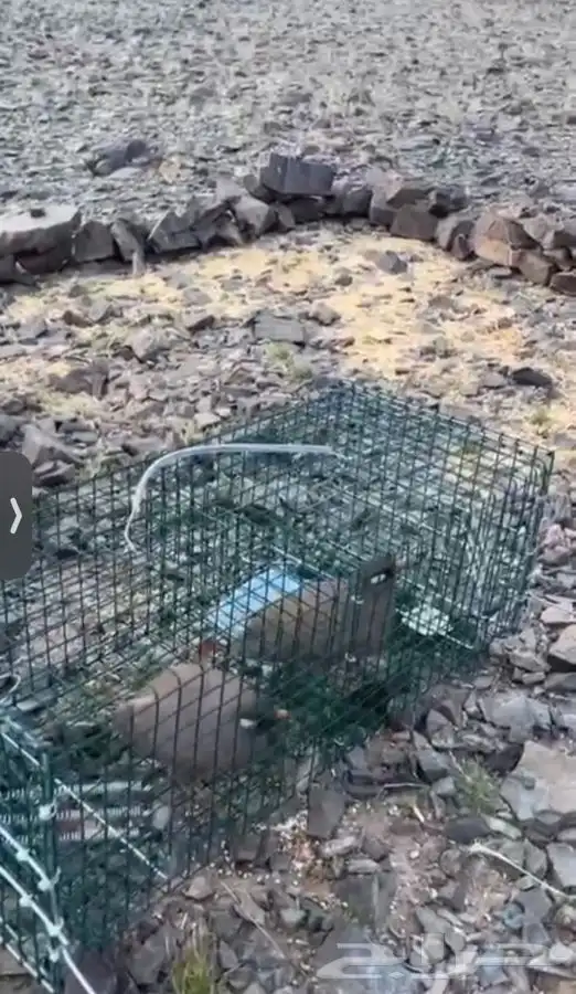 مصيدة طيور بابين 21