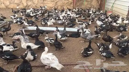 بط مسكوفي ( مبااع ) 1