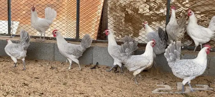 تم البيع دجاج بياض فيومي الامنيوم نقشه صافيه 2