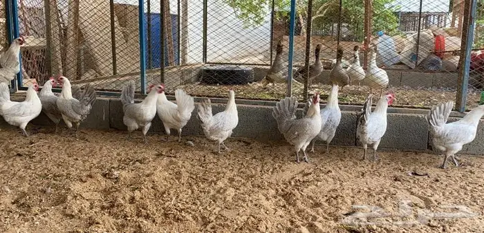 تم البيع دجاج بياض فيومي الامنيوم نقشه صافيه 5