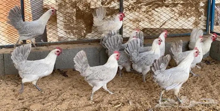 تم البيع دجاج بياض فيومي الامنيوم نقشه صافيه 3