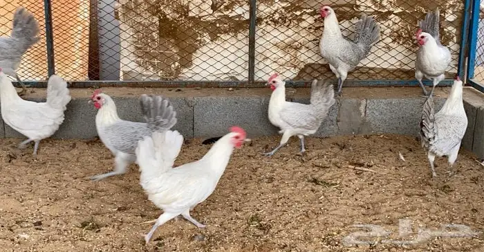 تم البيع دجاج بياض فيومي الامنيوم نقشه صافيه 4