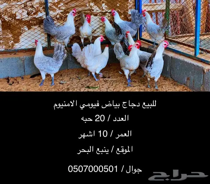تم البيع دجاج بياض فيومي الامنيوم نقشه صافيه 1