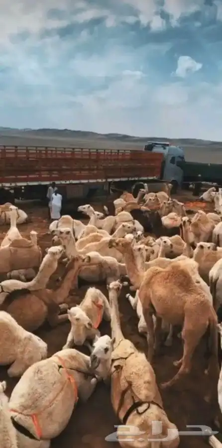 تريله لنقل الابل والغنم ويوجد فيها حواجز للغنم 0