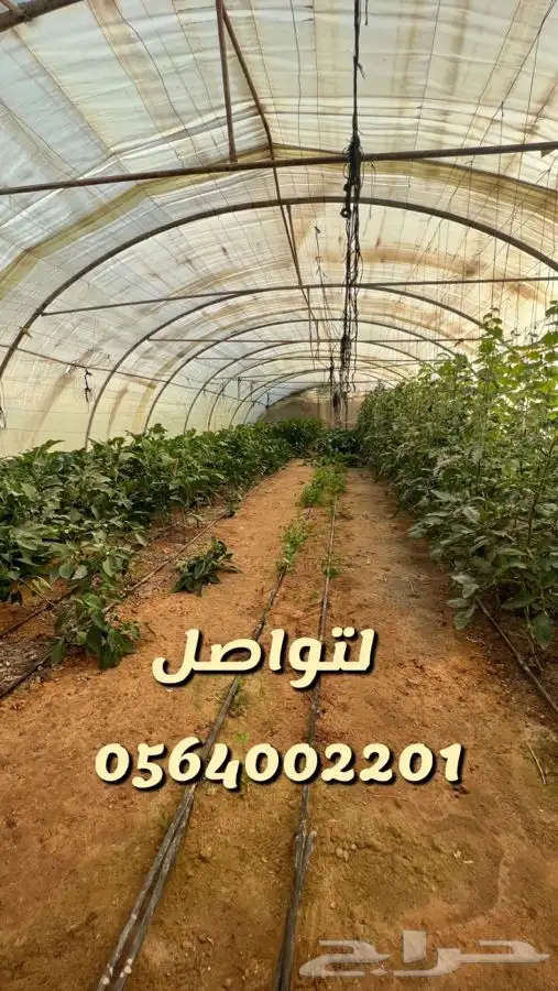 الرحمانيه الهياثم العفجه العتيق الخرج النخيل اراضي استراحه 10