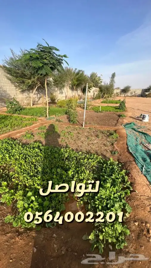 الرحمانيه الهياثم العفجه العتيق الخرج النخيل اراضي استراحه 11