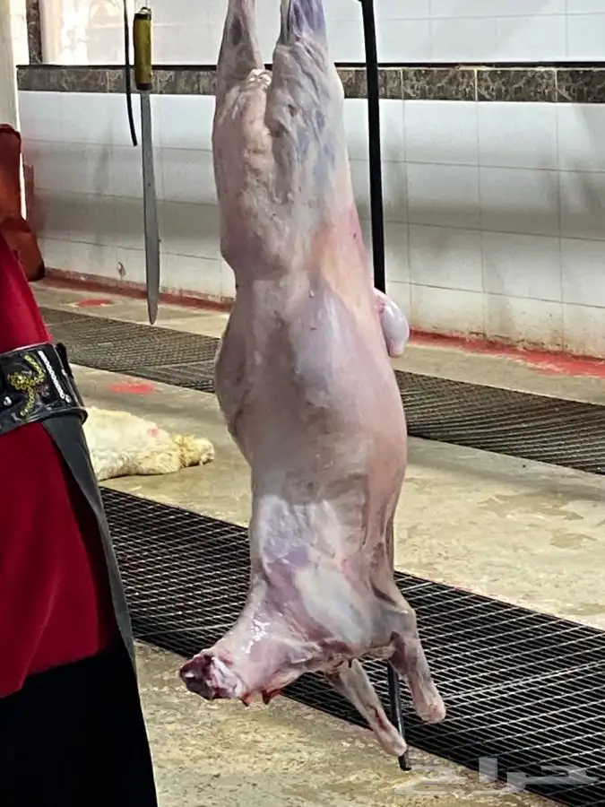 سواكني تربيه من المزرعه لباب بيتك 3