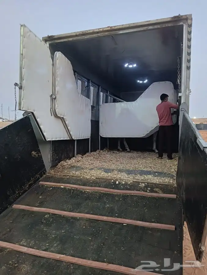 دنة نقل خيل   فرس   حصان   مهر 0