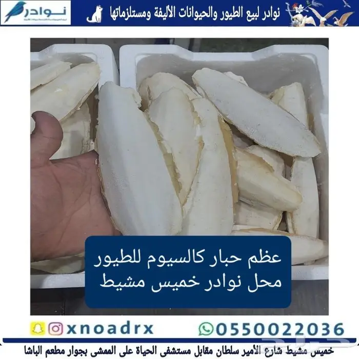 نوادر لبيع الطيور وجميع مستلزماتها 58