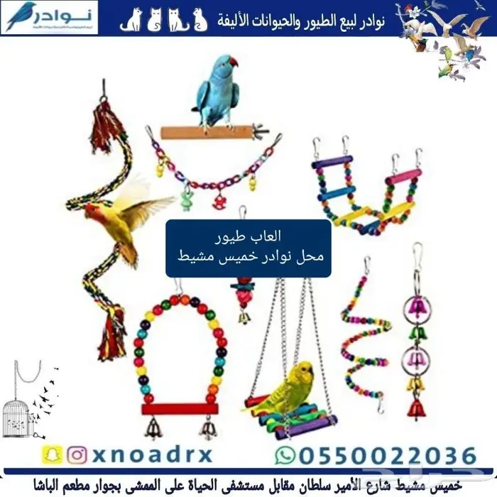 نوادر لبيع الطيور وجميع مستلزماتها 71