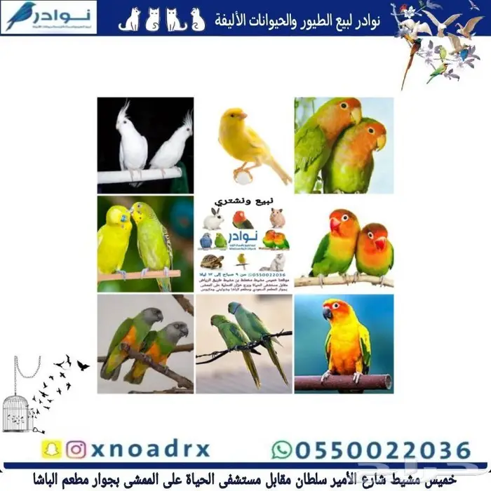 نوادر لبيع الطيور وجميع مستلزماتها 63