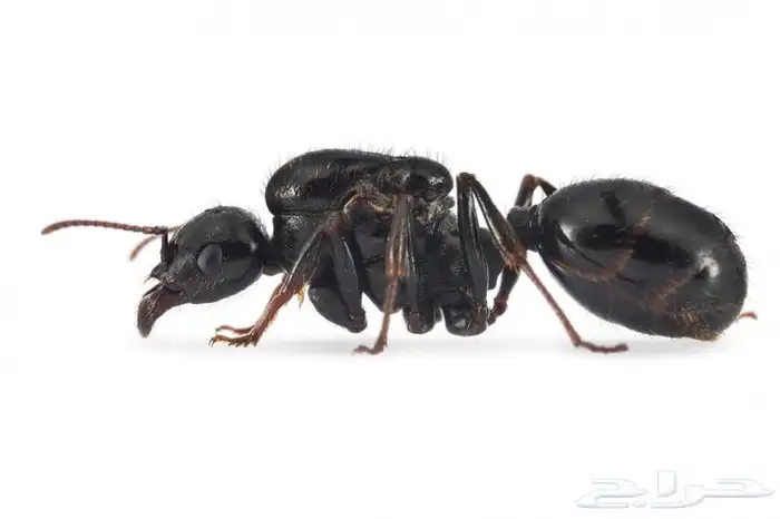 ملكة نمل (الحاصدة السوداء)(تم البيع) 0