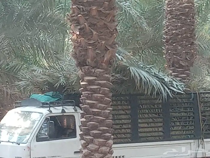 جريد نخل أخضر 0