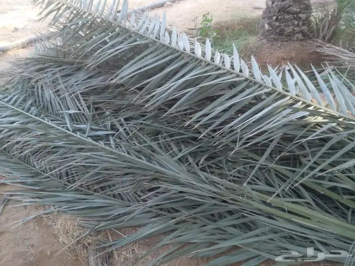 جريد نخل أخضر 1