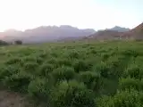 حناء المدينه جديد مطحون 1