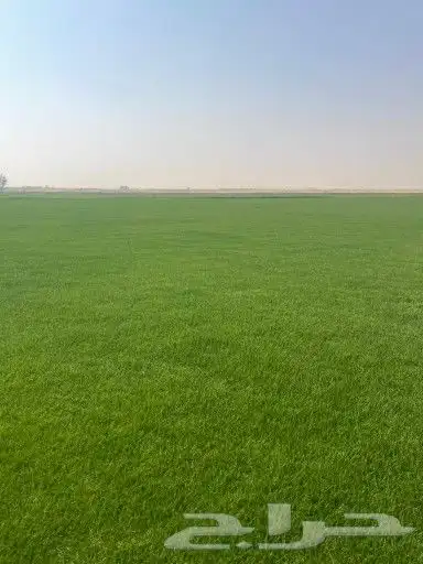 ثيل طبيعي c2000 3