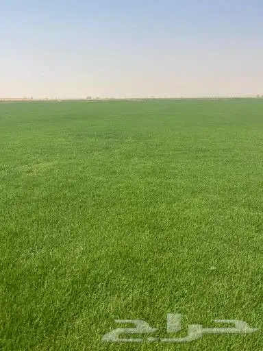 ثيل طبيعي c2000 0