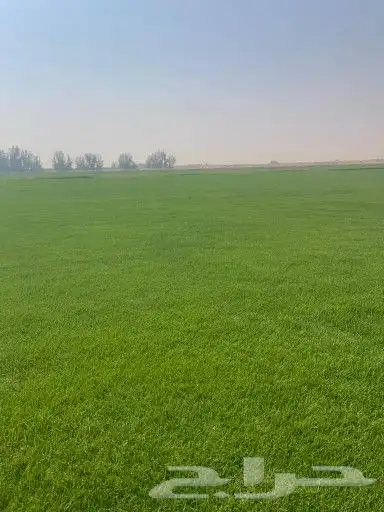 ثيل طبيعي c2000 1