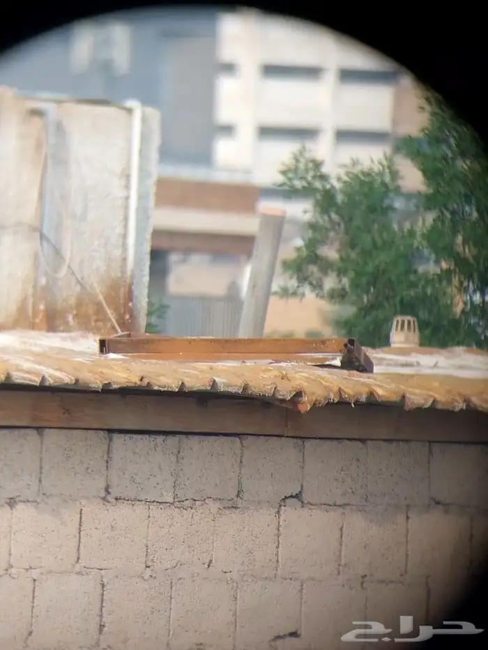 للبيع دربيل روسي عين واحده 10