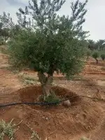 شجر زيتون نخل 10