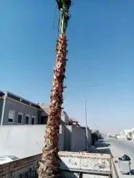 شجر زيتون نخل 16